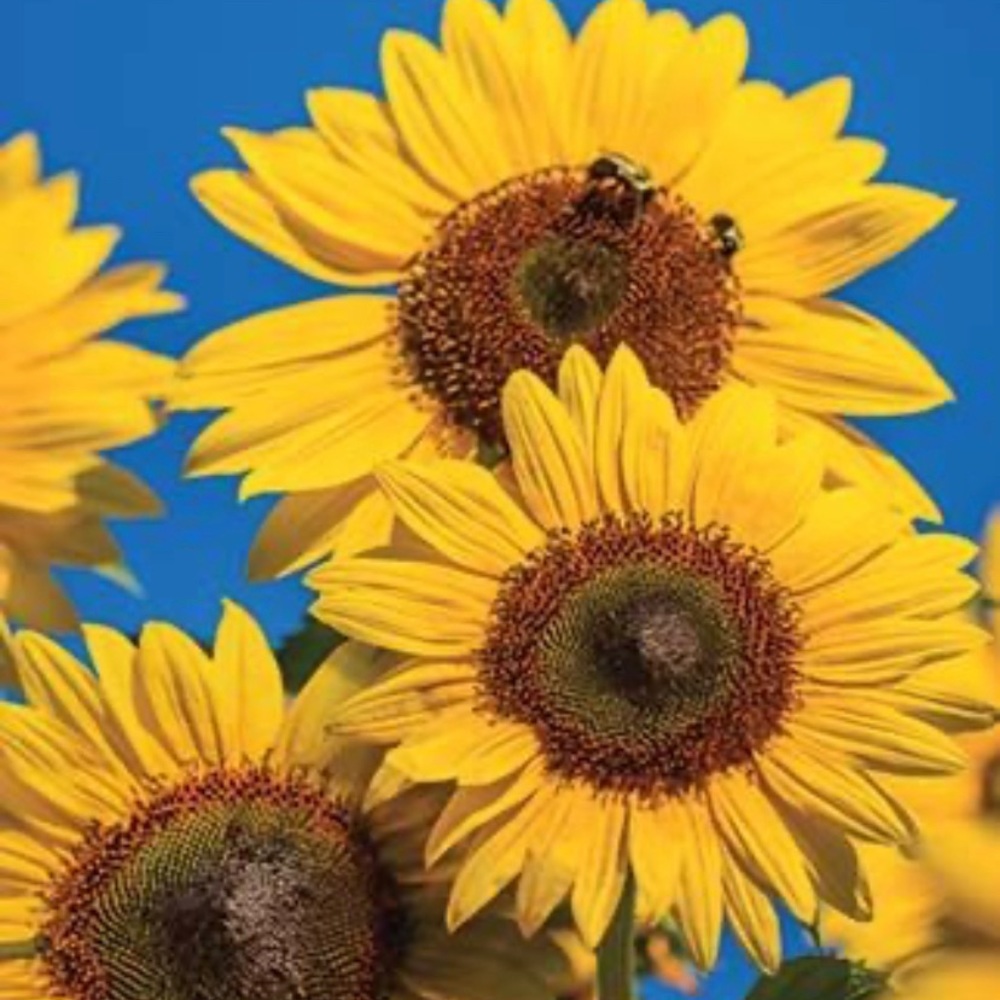 Meet your Posher, Josie